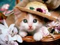 dung_nhungforev's Avatar